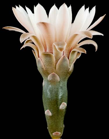 Gymnocalycium riojense